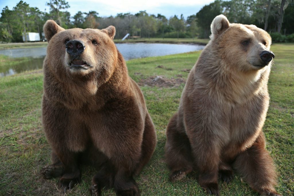 bears 2 Buchanan County Fair Association